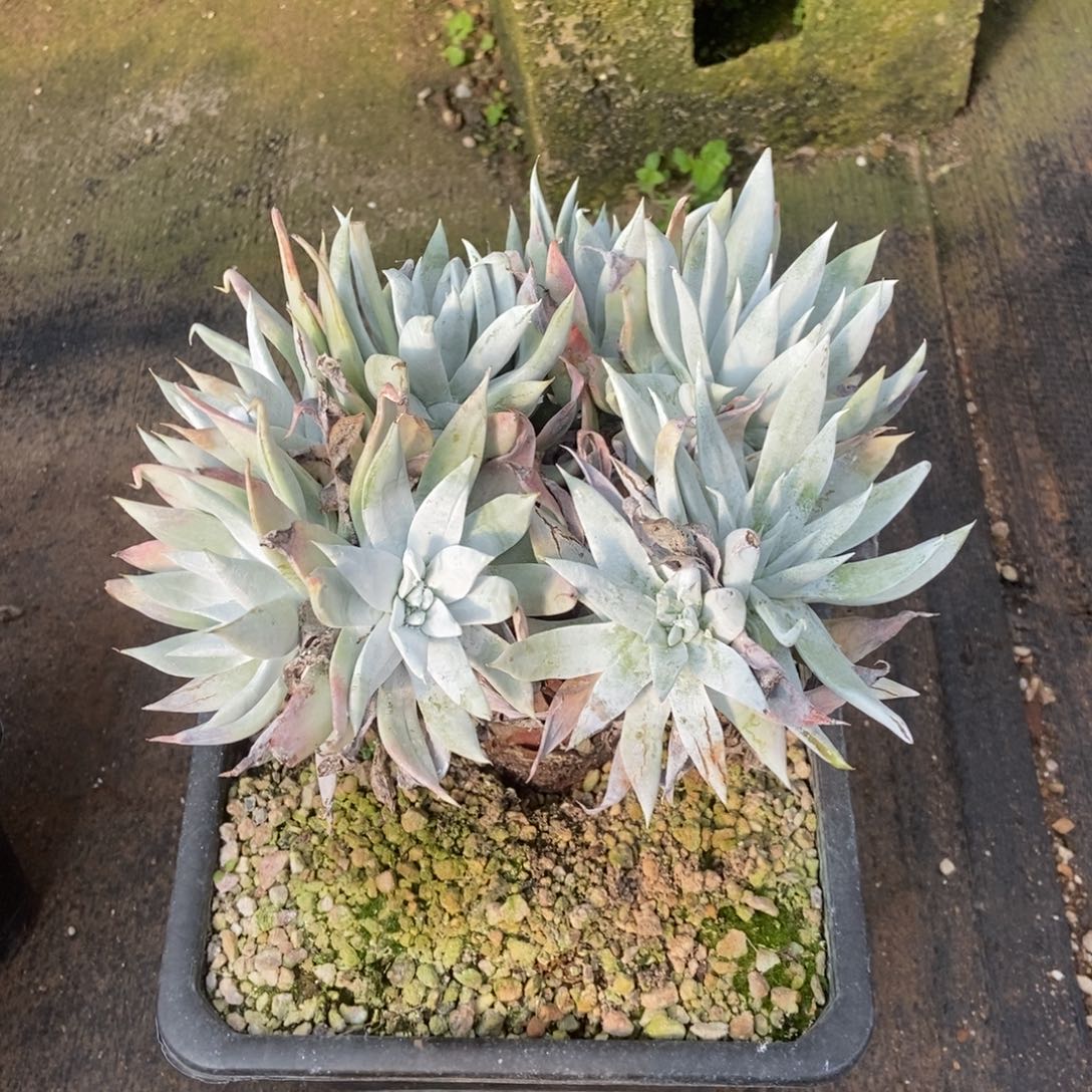 白衣多肉植物啦啦啦
