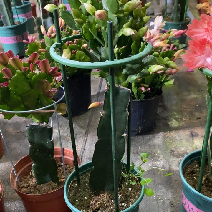 大部分花苞少量开放649嫁接2285