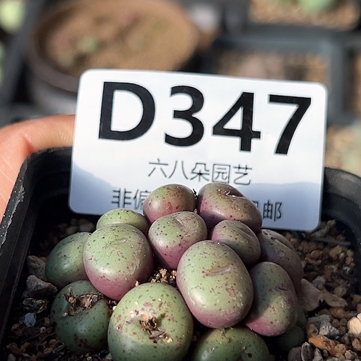 吕氏元宝111111多肉