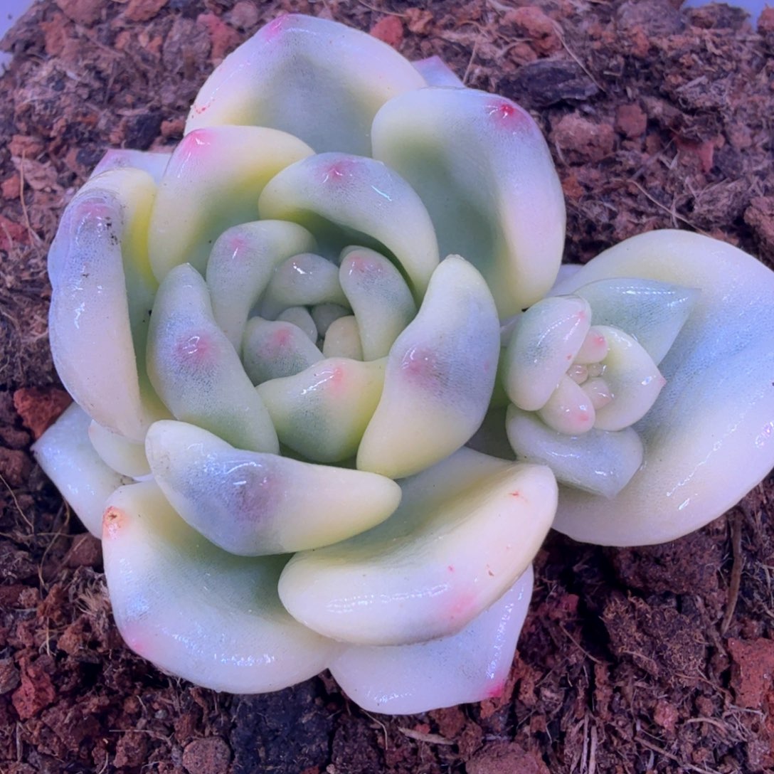 忘舒锦 多肉植物锦 