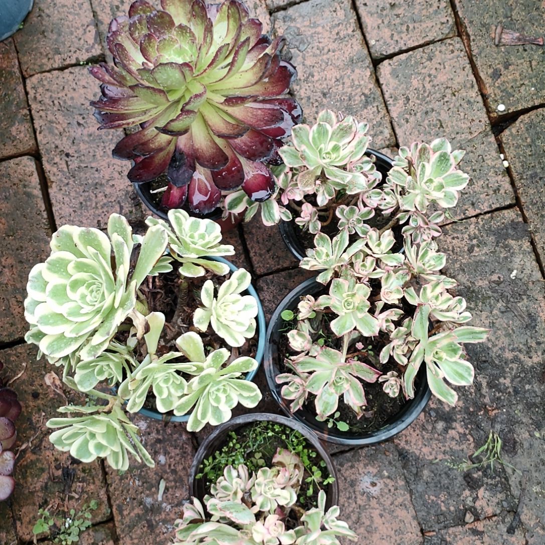 多肉法师锦套餐五颗