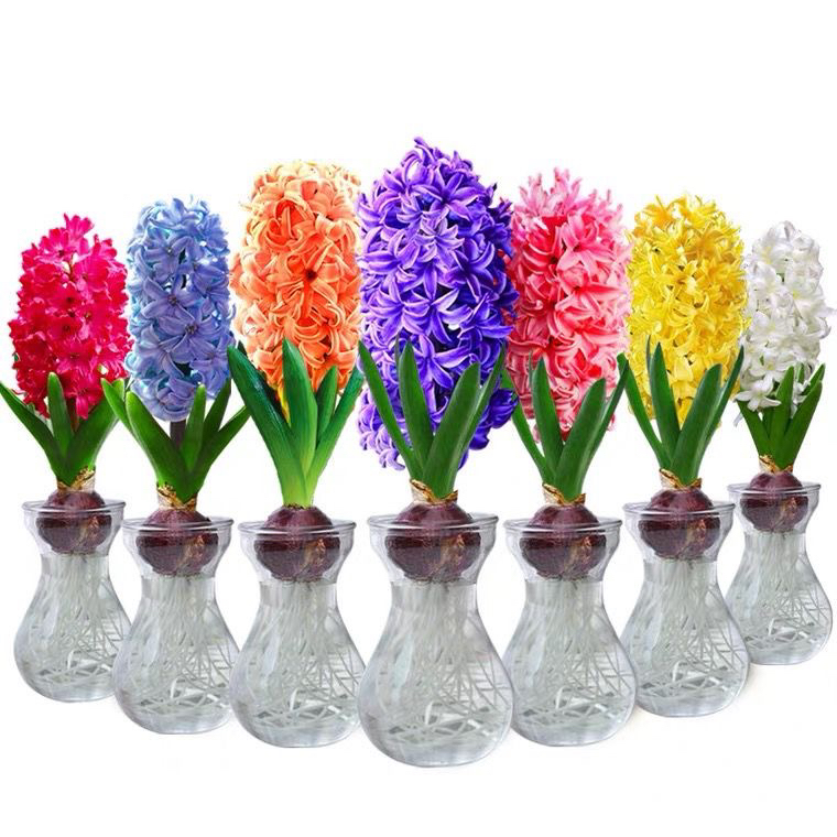 好养风信子种球室内室外水养土培冬季开花