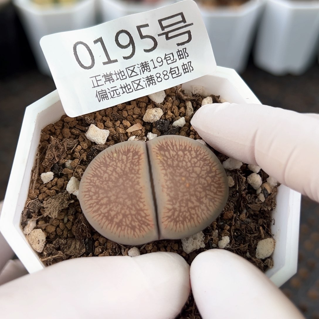 好养易活生石花大母本0195