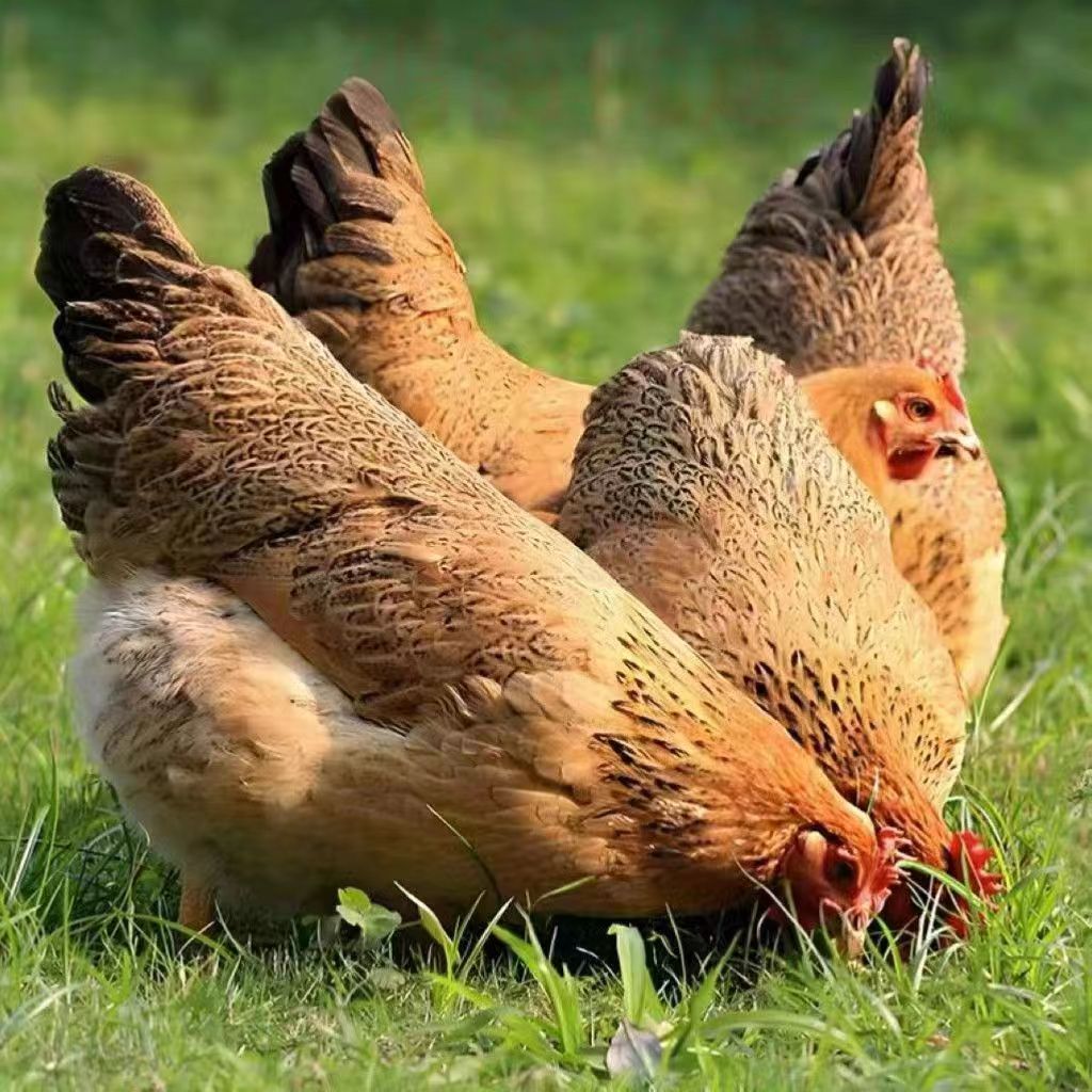 农家散养三黄鸡8只装 单只一斤左右发货 肉质鲜美