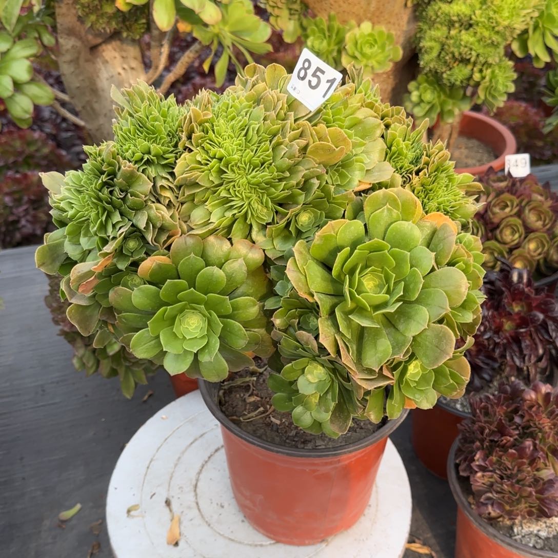 851多肉植物绿缀