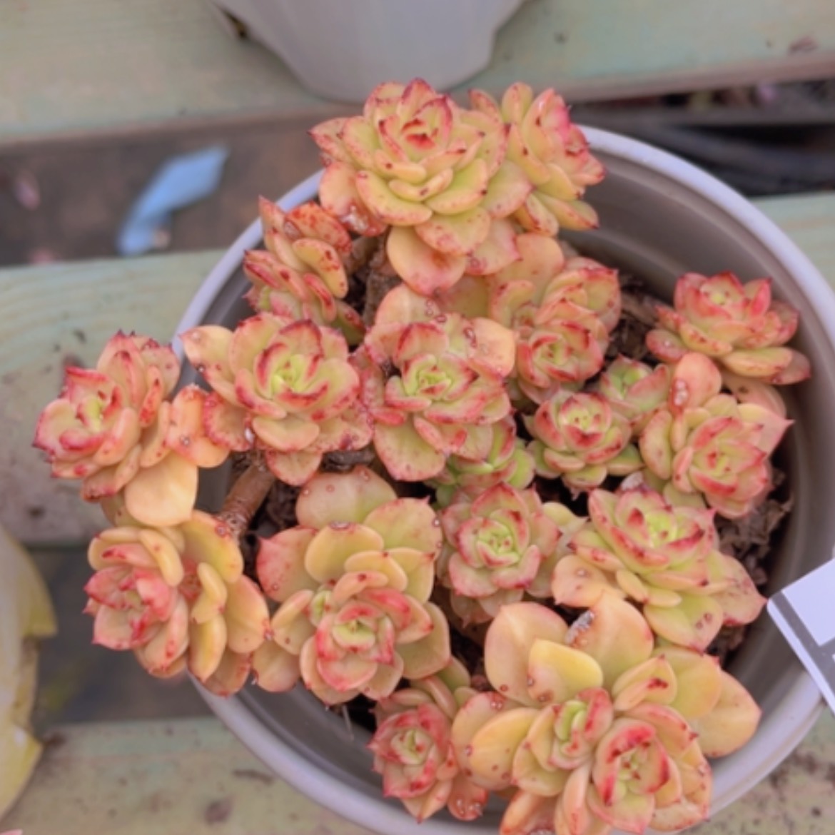 【闪购商品】蜡牡16174