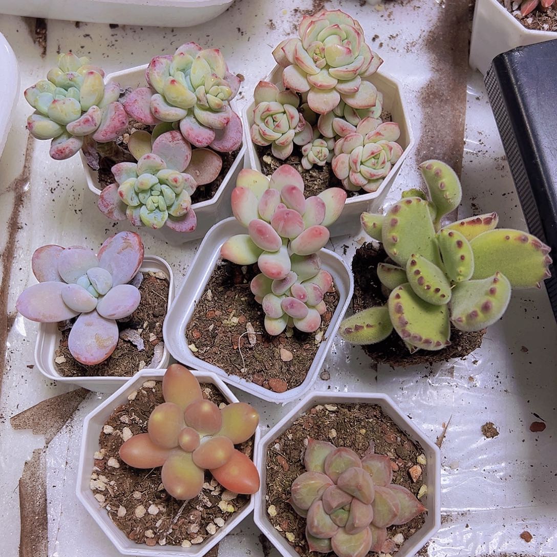 园***园老桩8颗多肉植物多