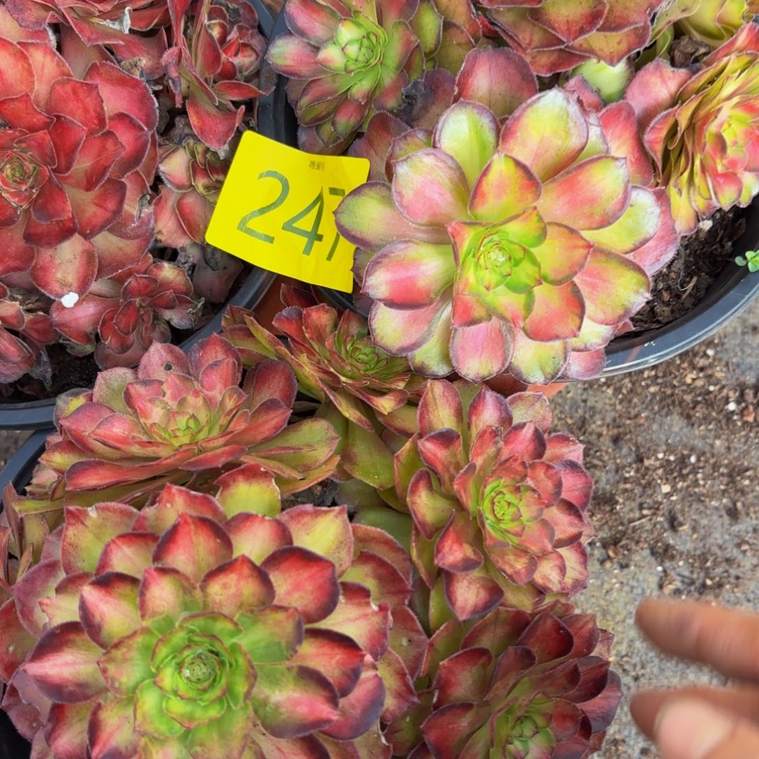 你***帅247多肉植物多肉植物福利