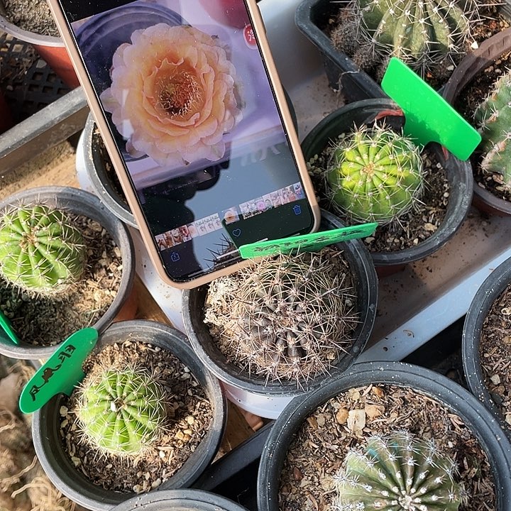 朝阳香槟重瓣大花