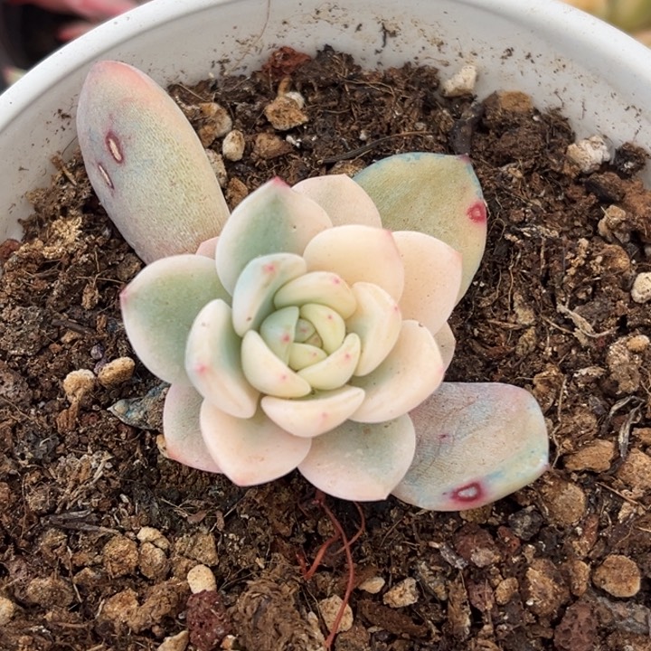 橙梦露锦大锦边一颗价格