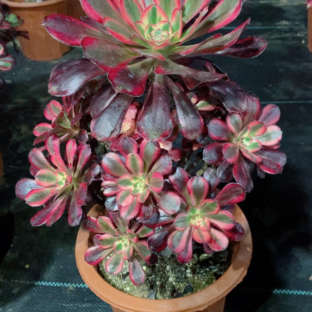 丽娜851多肉11111