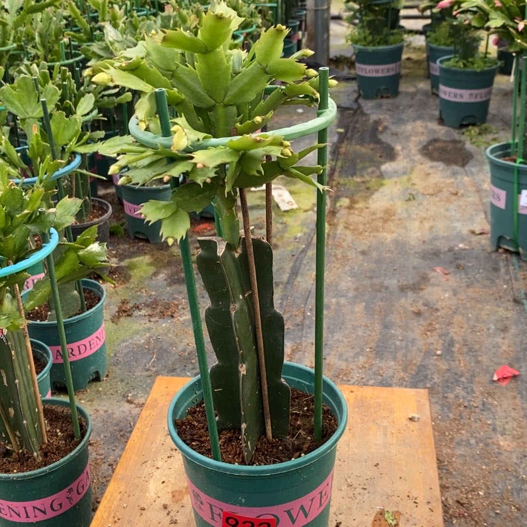 越***无花朵932嫁接黄重