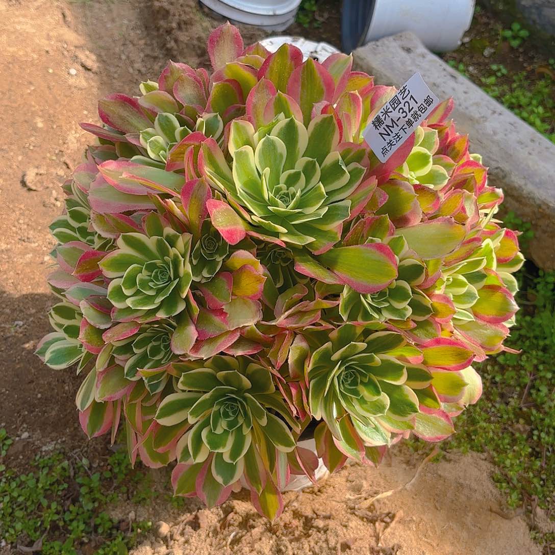 白凤老庄多肉植物321