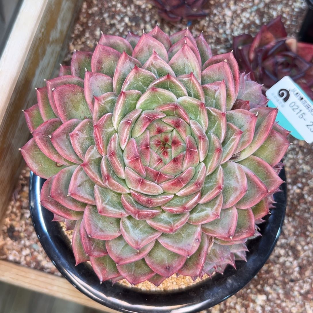 多肉一物一拍0215-234