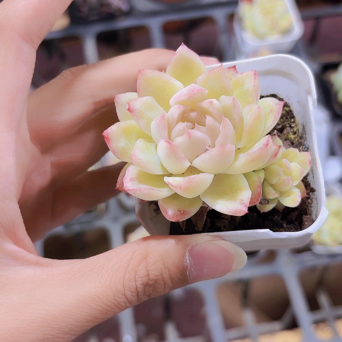 精品粉色女王多肉植物