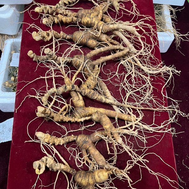 长白山新鲜林下450克10支残参老货