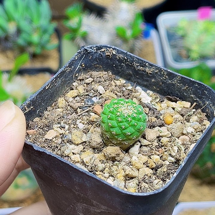 1.5公分实生菊水一颗