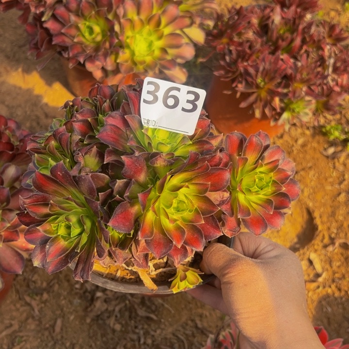 韶华多肉植物363