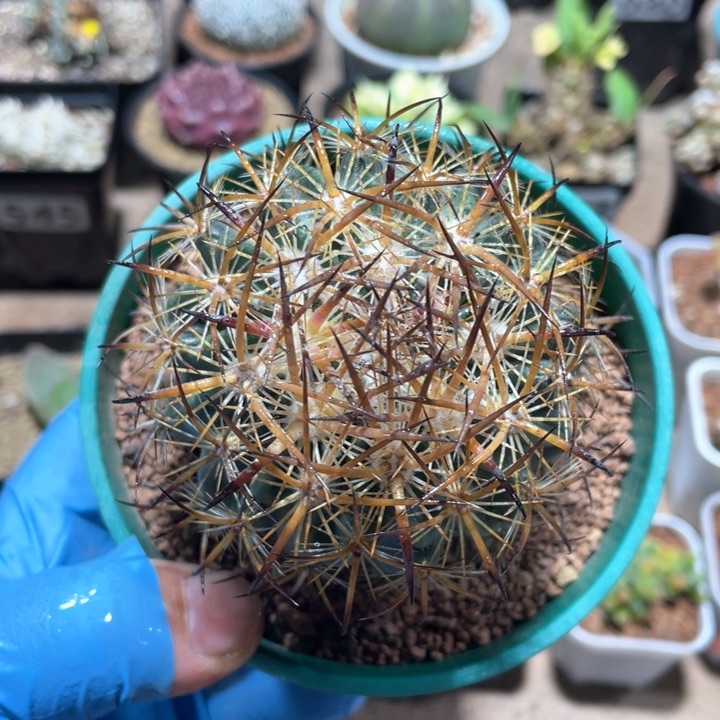 053实生狂刺虎爪玉