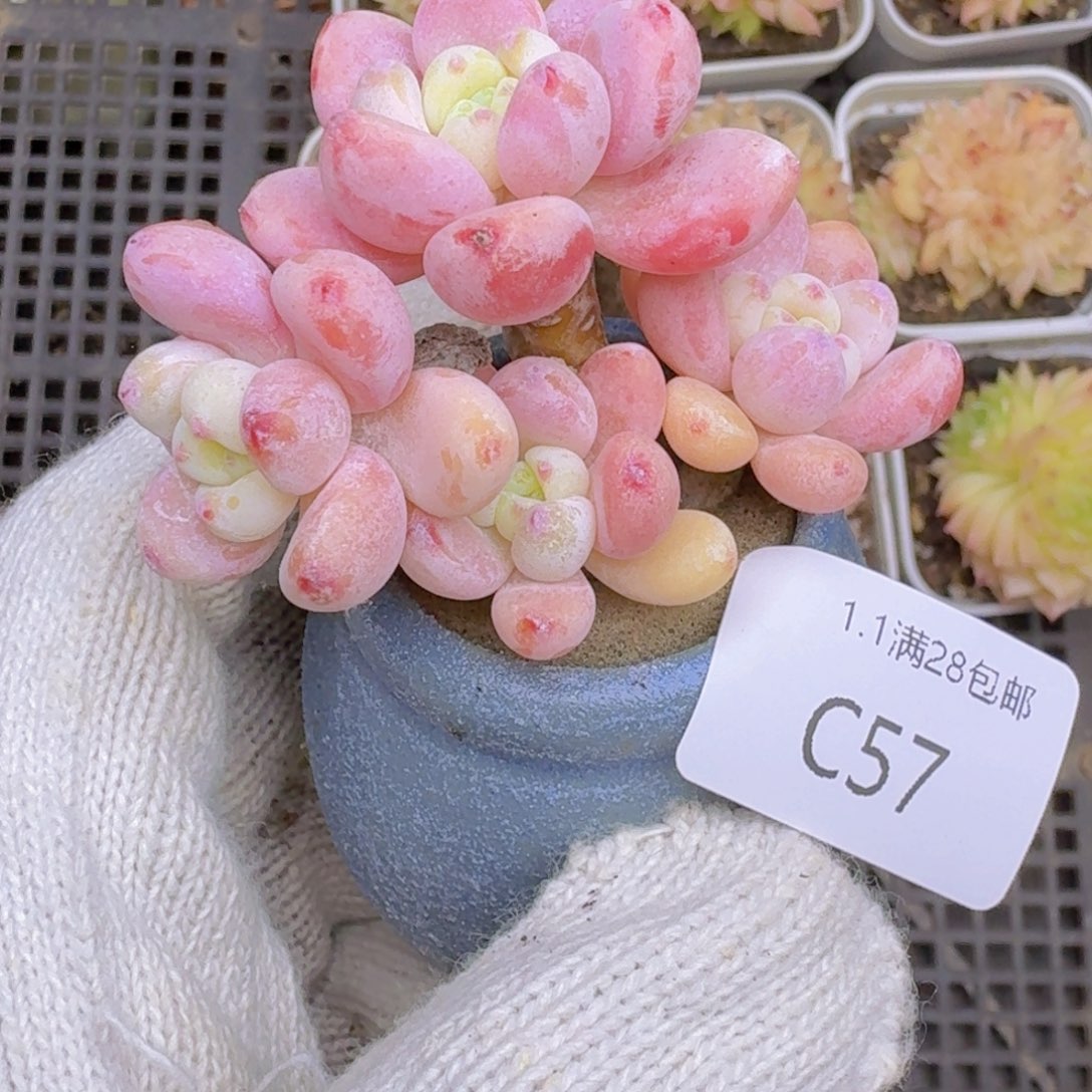 随***y罗琦一颗不含盆发