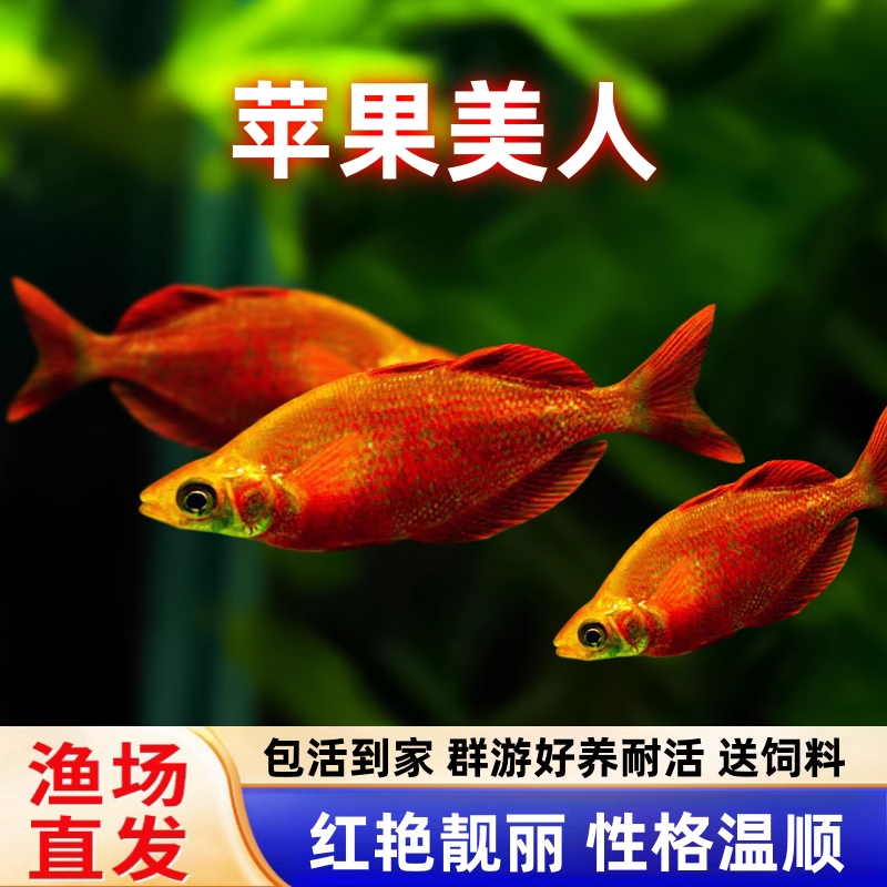 苹果美人鱼小型热带观赏鱼适合草缸群游饲养