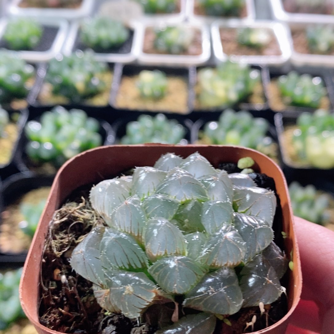 大丸玉露多肉植物