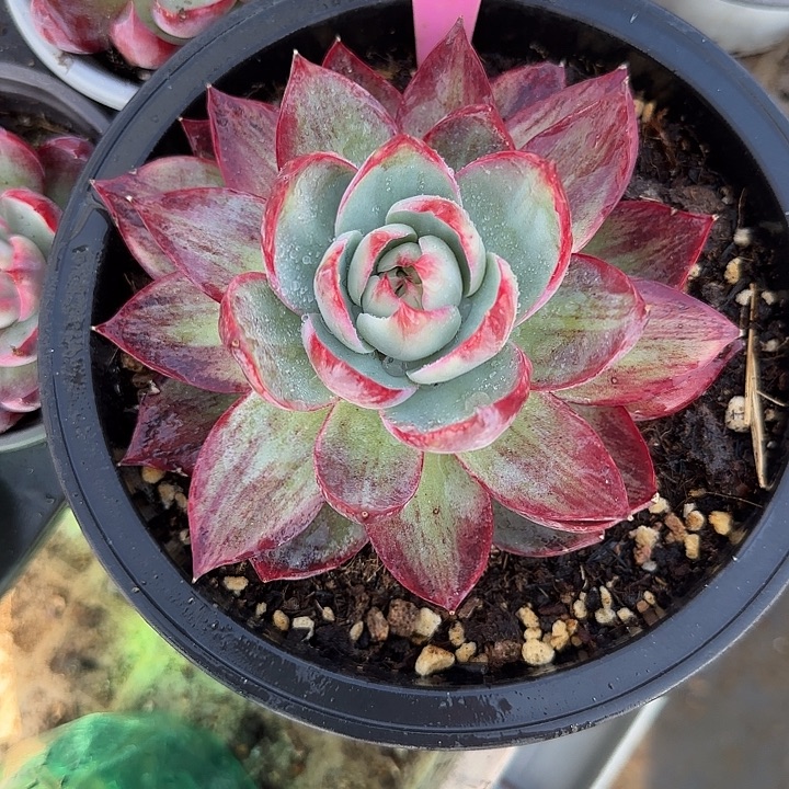 小***一43 惊鸿仙子多肉植物7-9cm