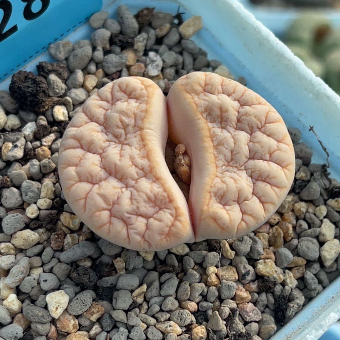 7289凹凸拿铁荒一颗