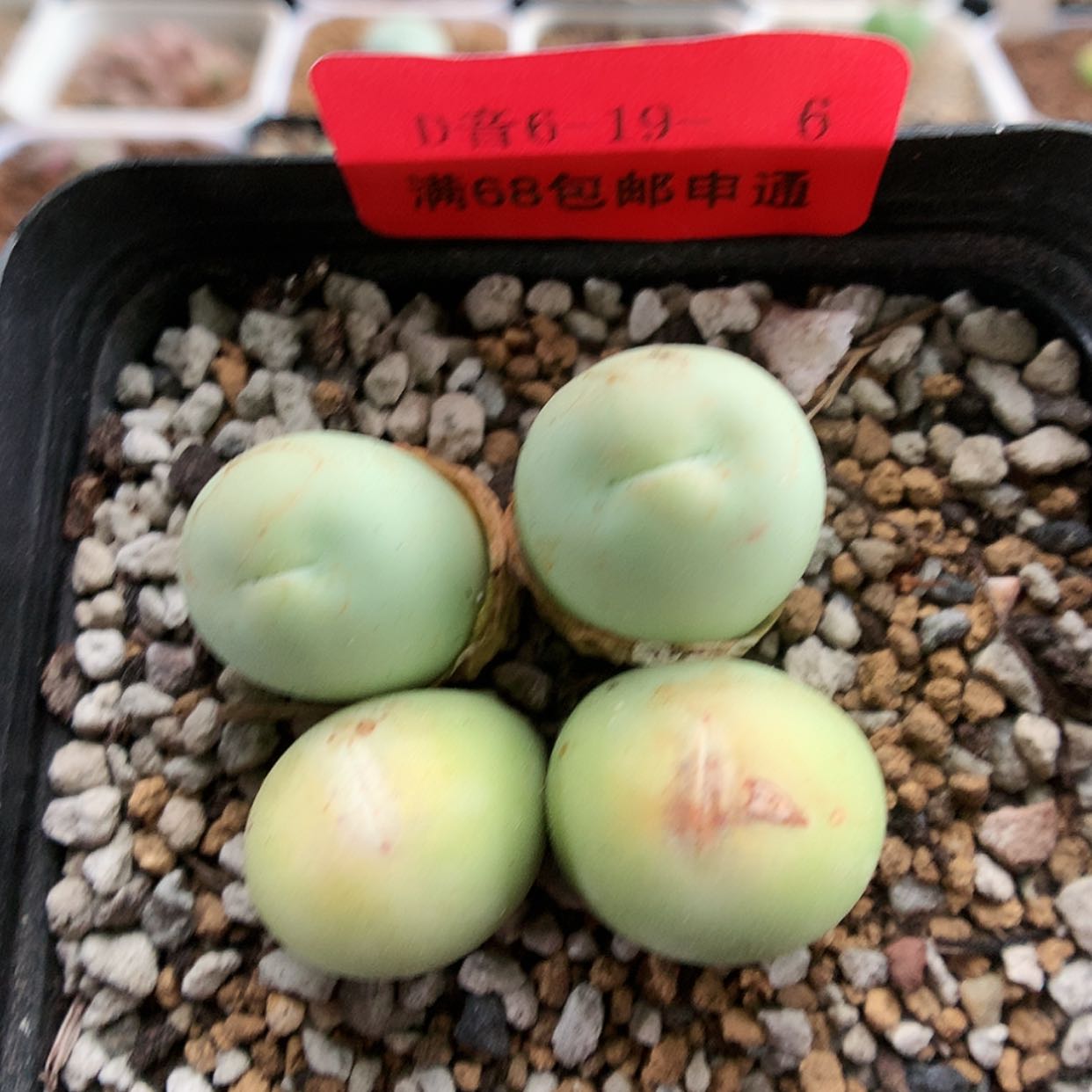 【闪购商品】6-19-6 鸽子蛋一群 