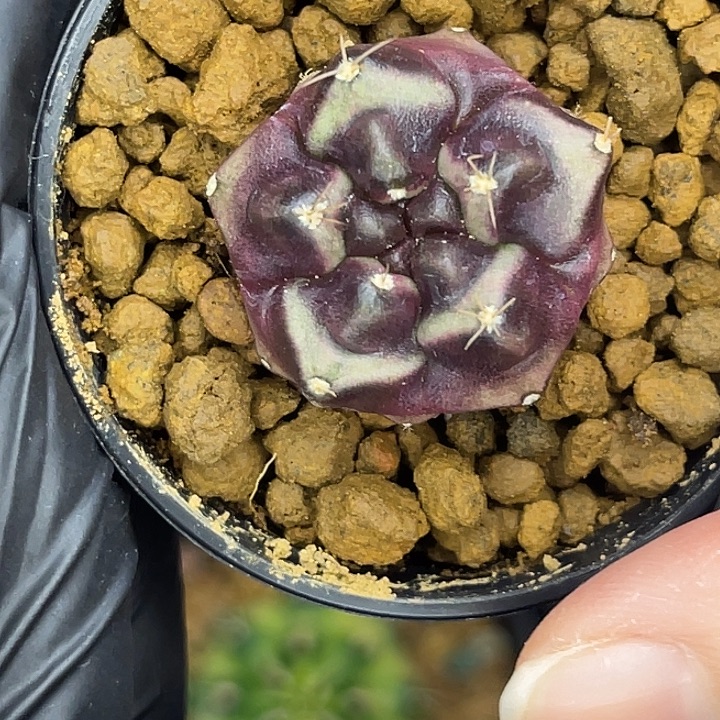 五棱个性球 一物一拍。