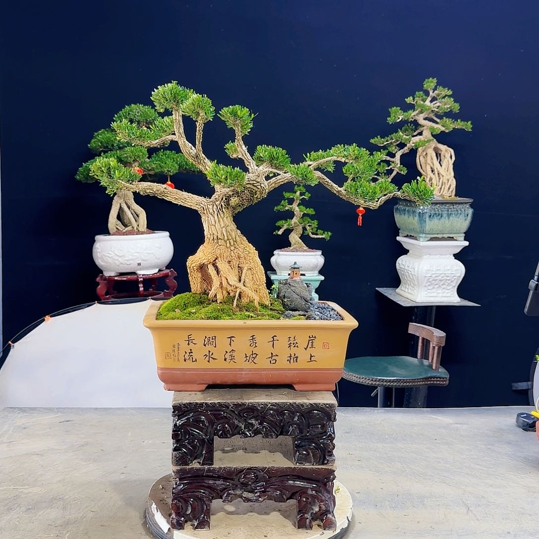 高端皱皮黄杨盆景