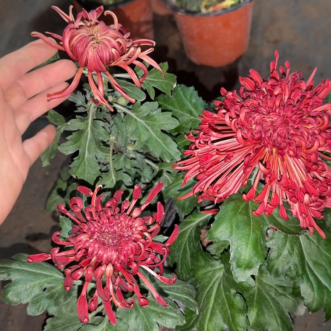 全部花朵Q666666666
