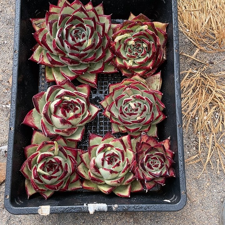 若如东云单拍A249