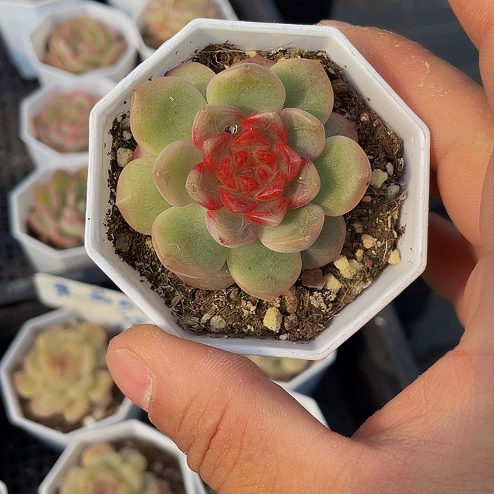 葡萄珍妮带盆土发过