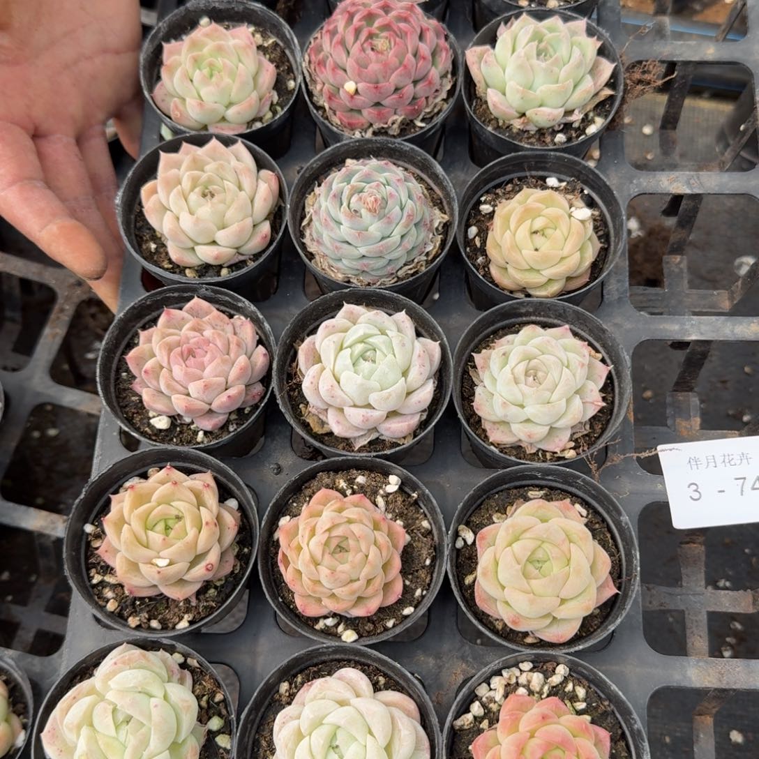 月影杂交十棵量拍3-74