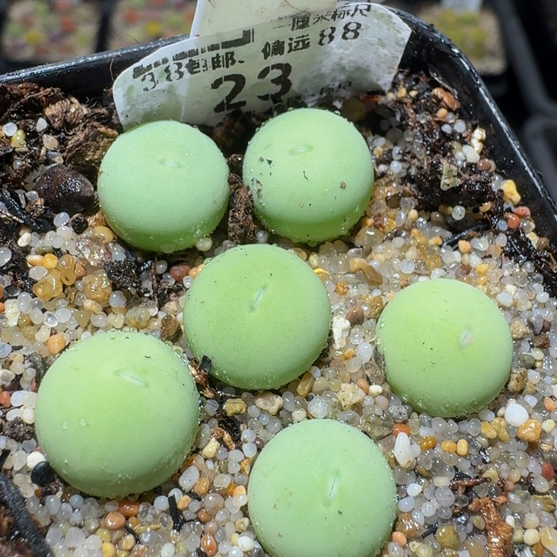 zzzz生石花肉锥23