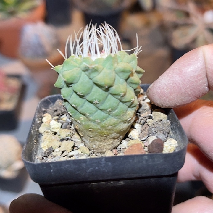 满38包邮2天凑单，脱土晾根发货多肉植物实生菊水