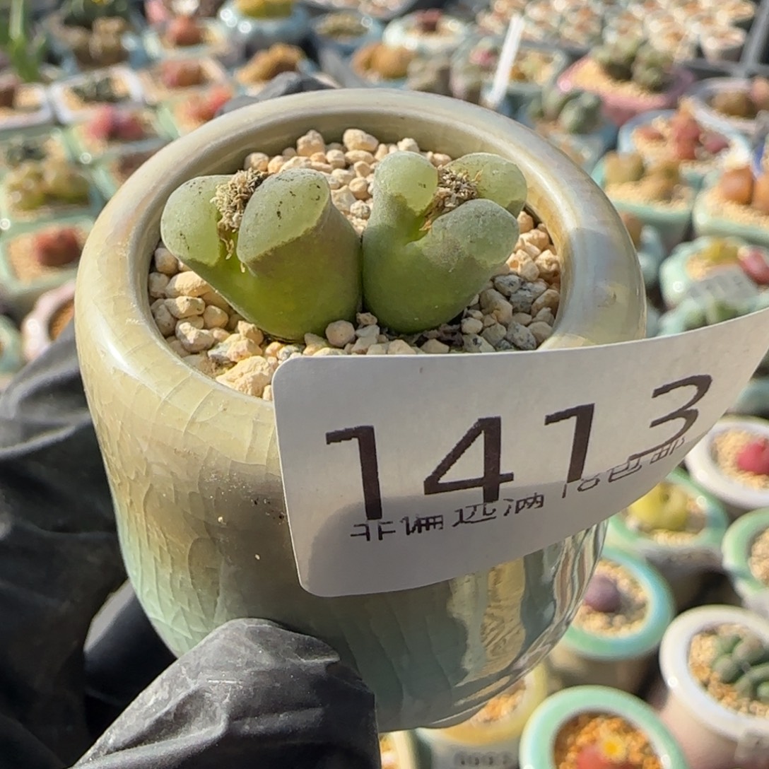 1413--一物一拍 带盆 1802.6