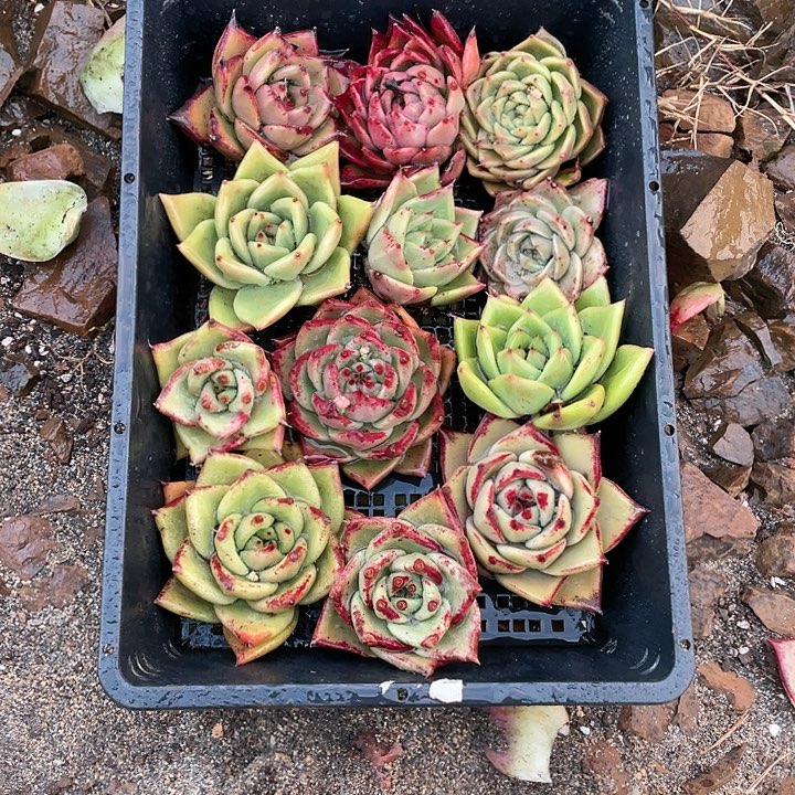 若如东云单拍A370