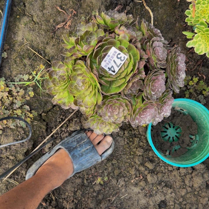 黑魔花25-21包邮花花
