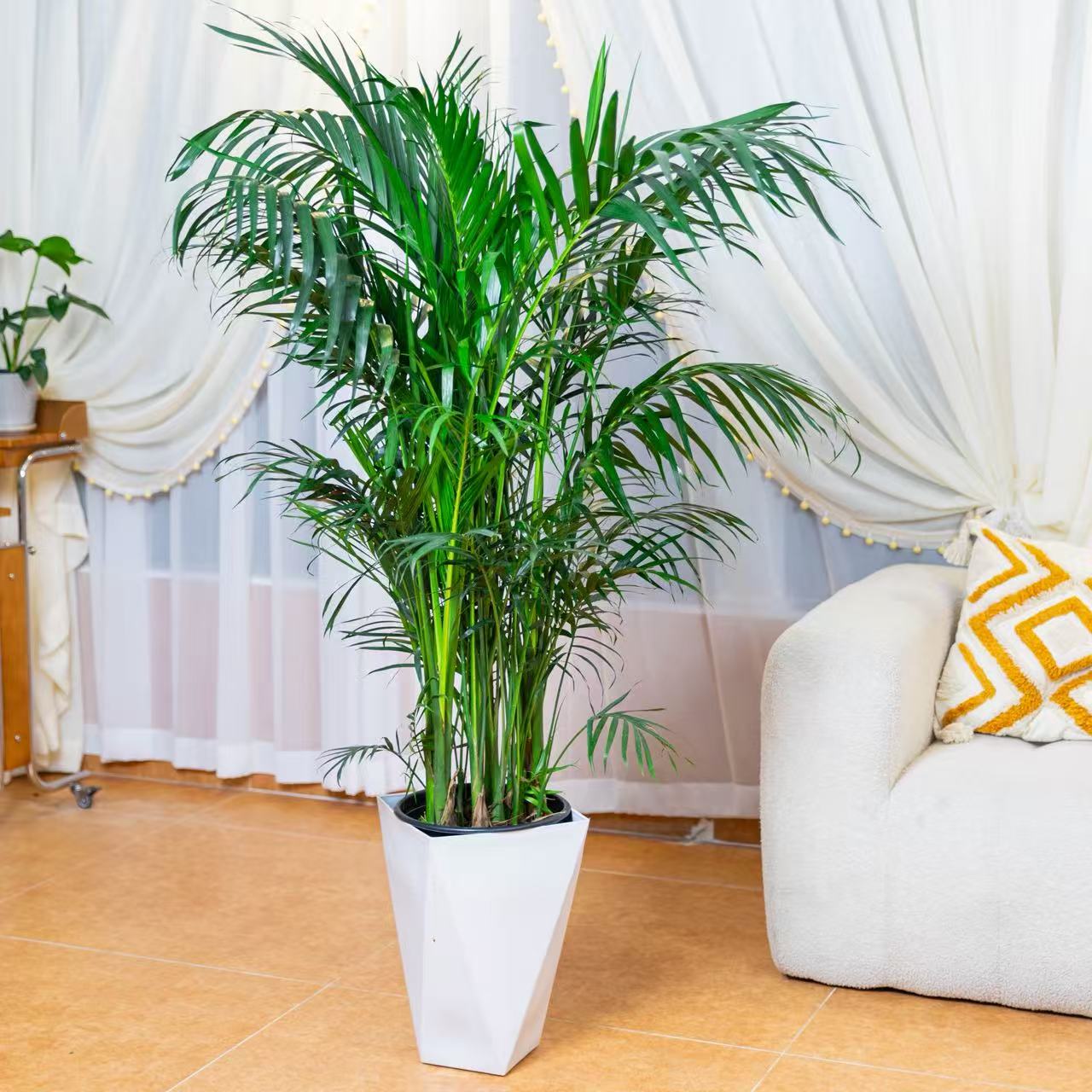 (PZ）1.2-1.4米富贵椰子绿植盆栽室内落地净化空气四季常青好养活