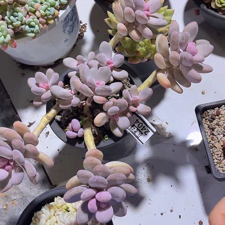 蛋黄奶2404多肉植物