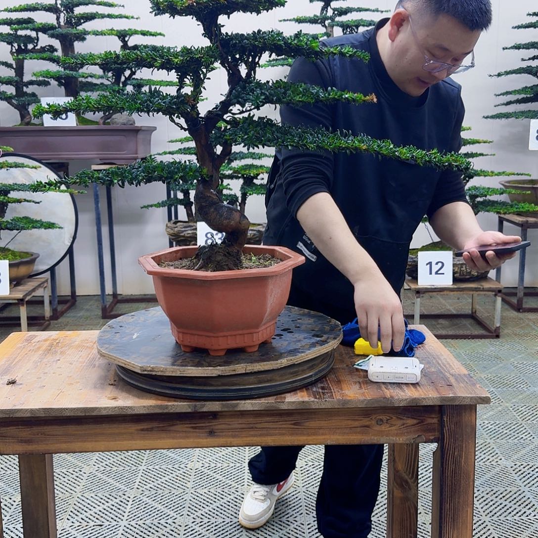 无花朵珍珠红芽罗汉松造型盆景带塑料盆