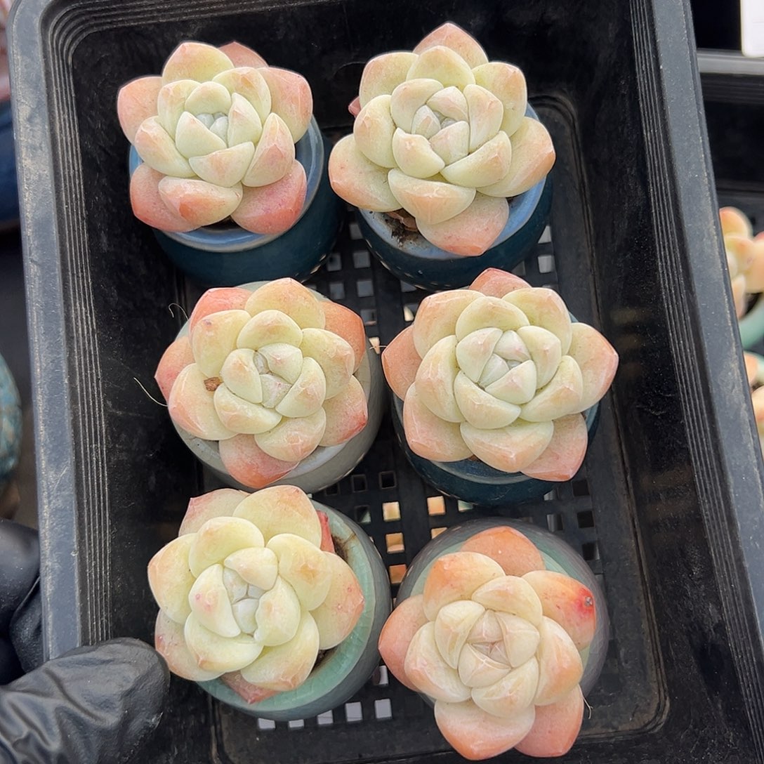 2622，六个单头冰玉带盆发