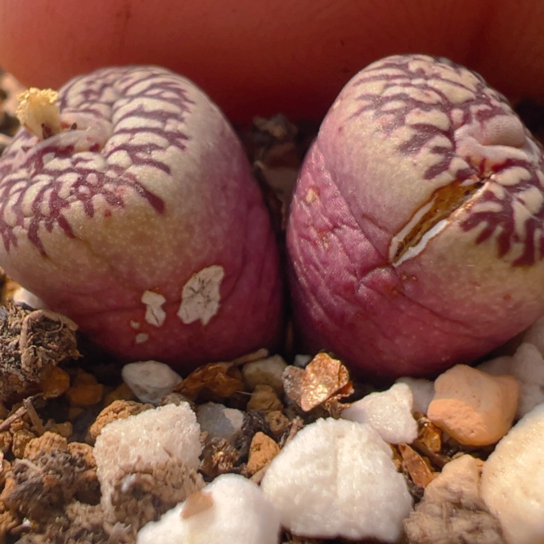 大***娅74多肉植物百科知识