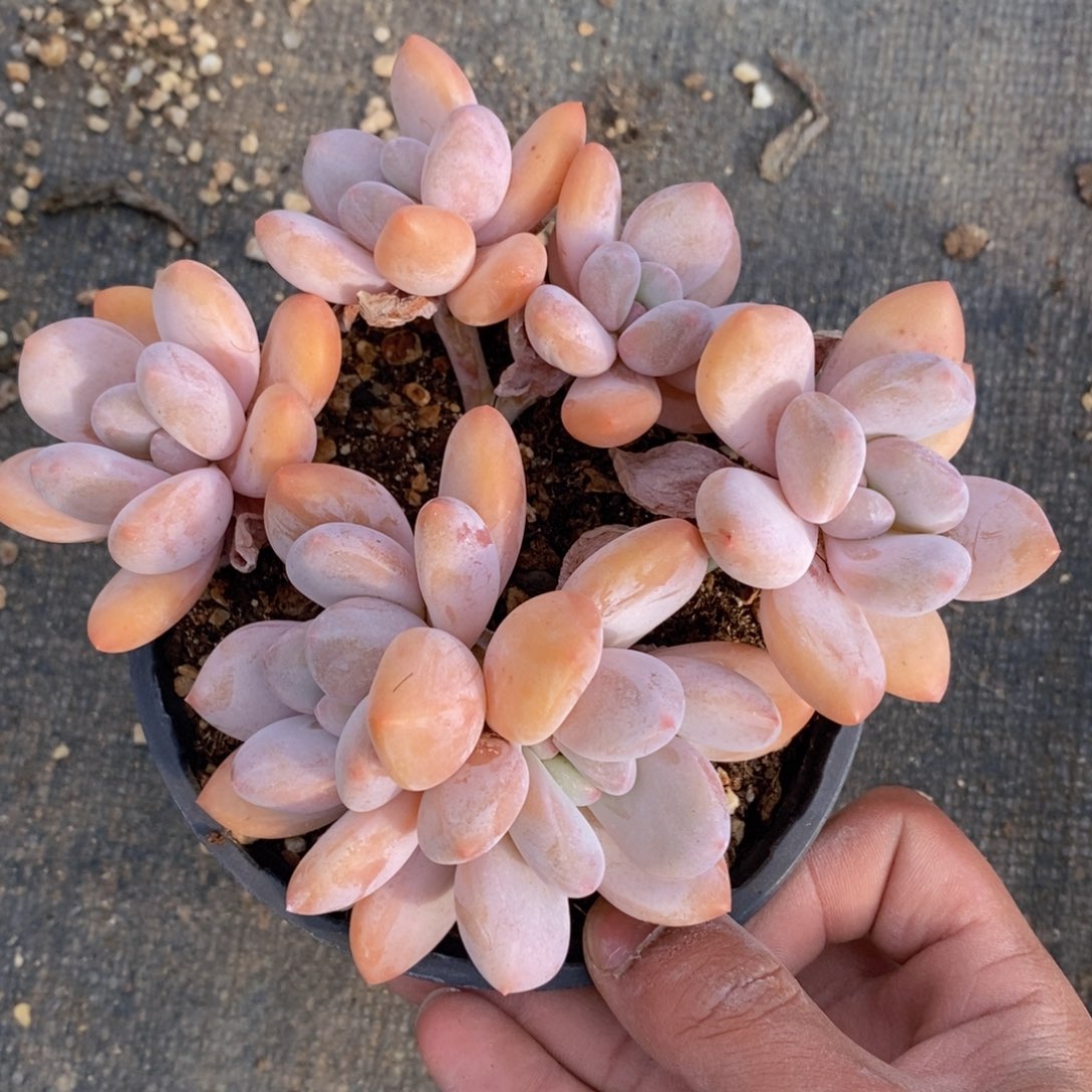 可问主播品种，下滑链接更多品种选择多肉