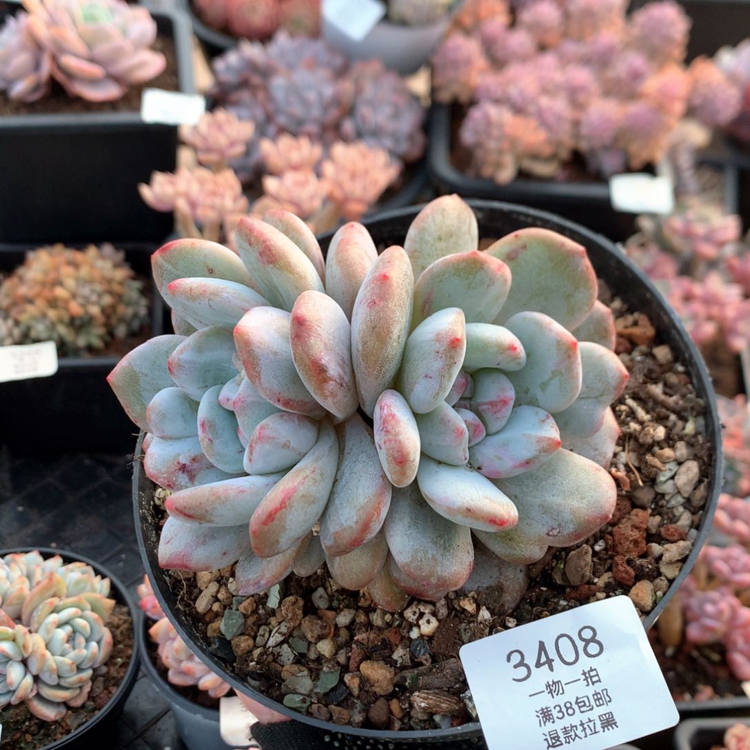 13厘米双头星影石化3408