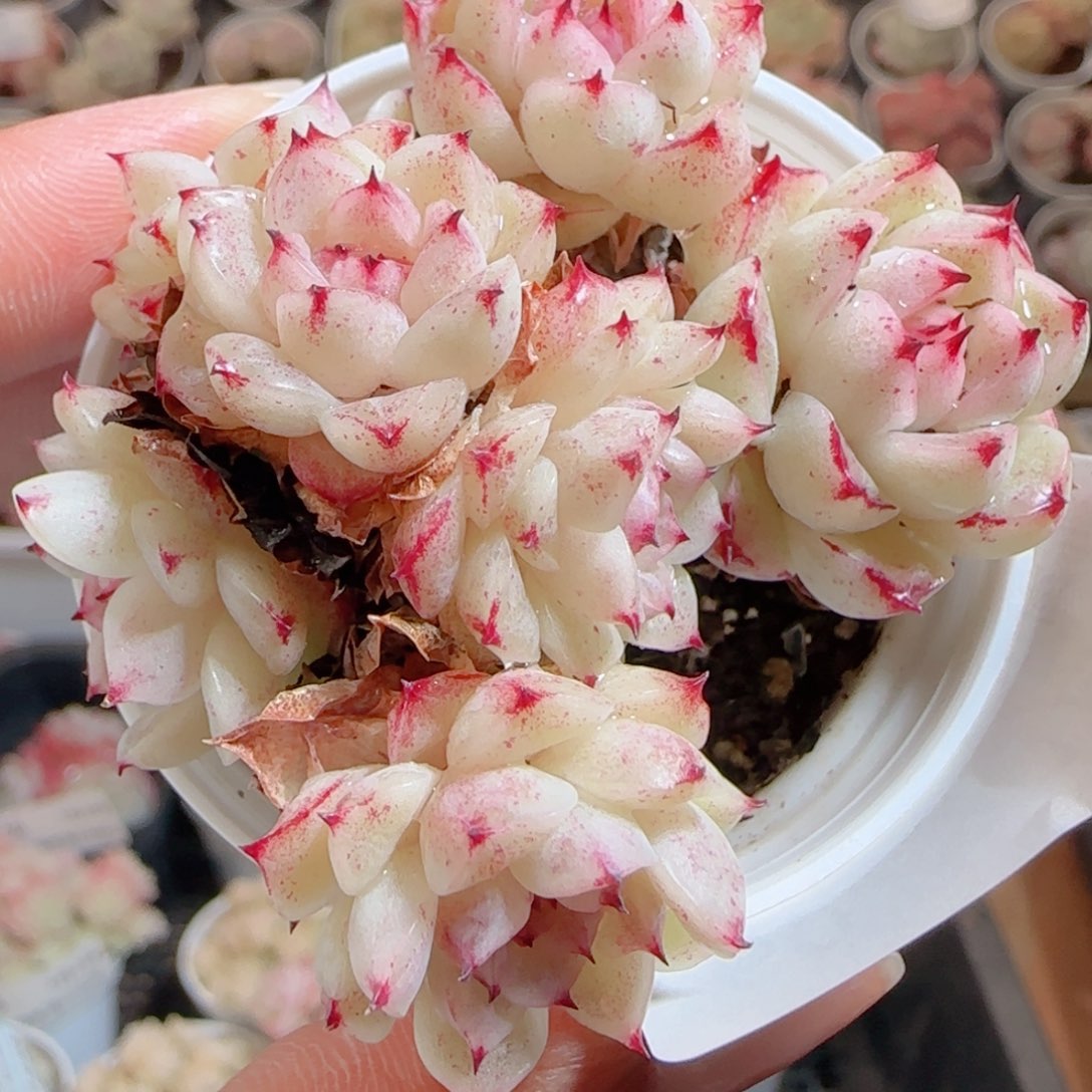 花语多肉0102-60魔仙散