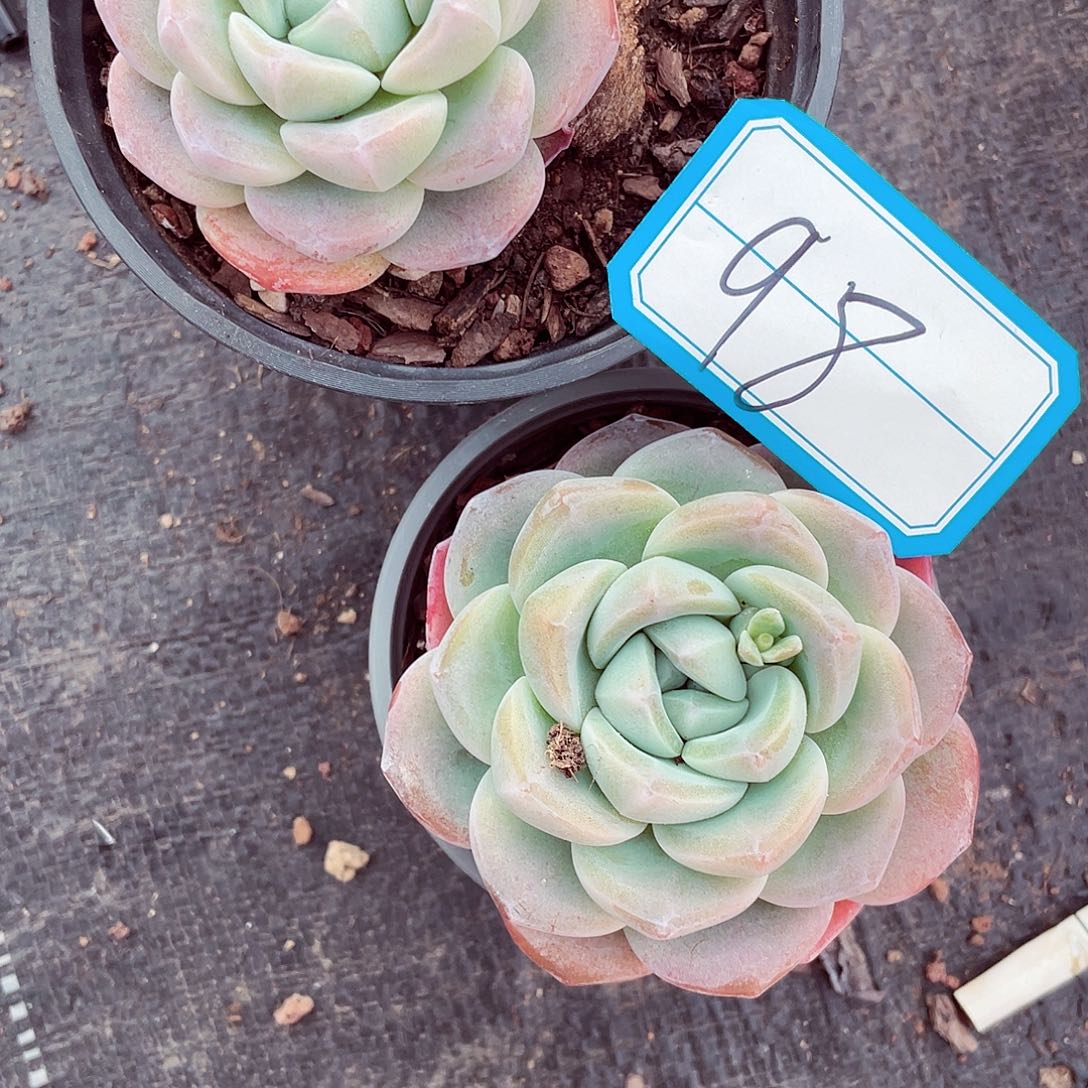 慕**儿冰玉一物一拍2棵98号包邮