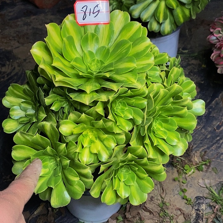 翡翠琉璃老桩捧花815好